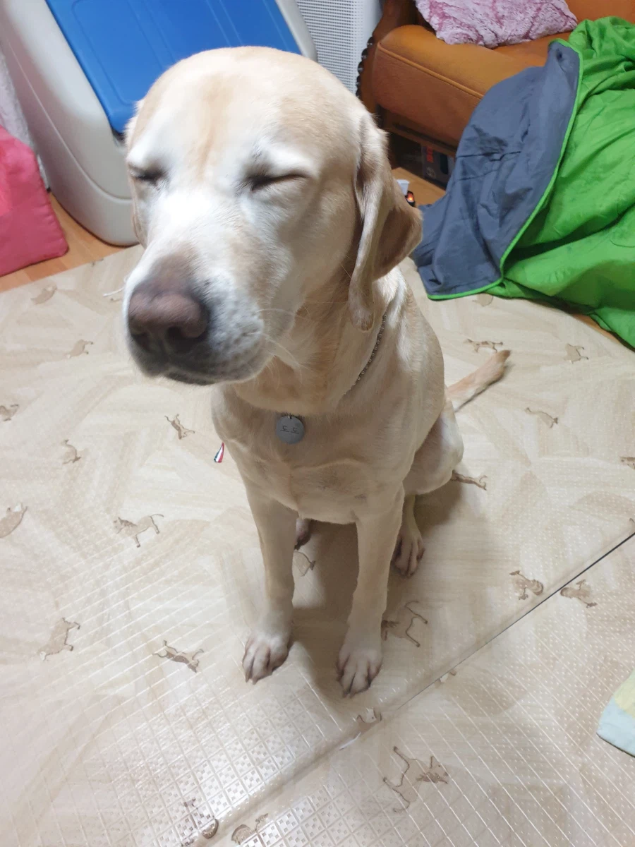 오늘이 국제 강아지의 날이래._7.webp