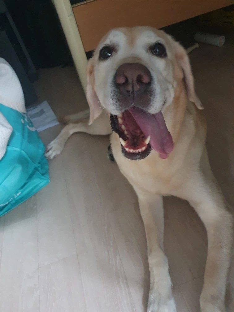 오늘이 국제 강아지의 날이래._14.webp