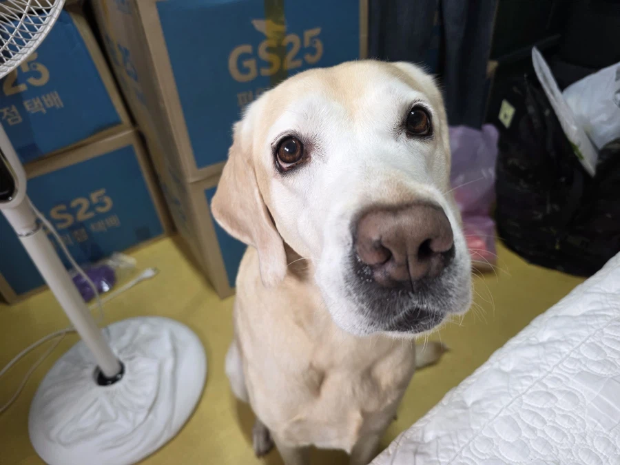 오늘이 국제 강아지의 날이래._18.webp