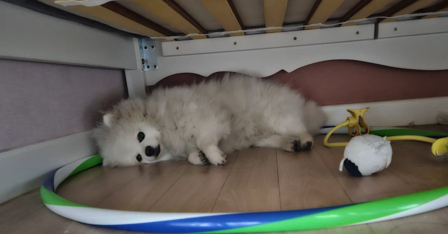 강아지의 날이라 강아지 사진이야_11.webp