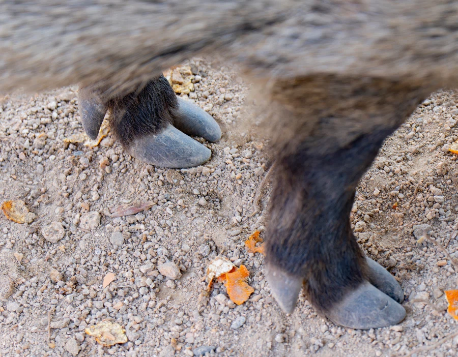 여러분이 즐겨찾는 돼지족발 입니다._2.webp