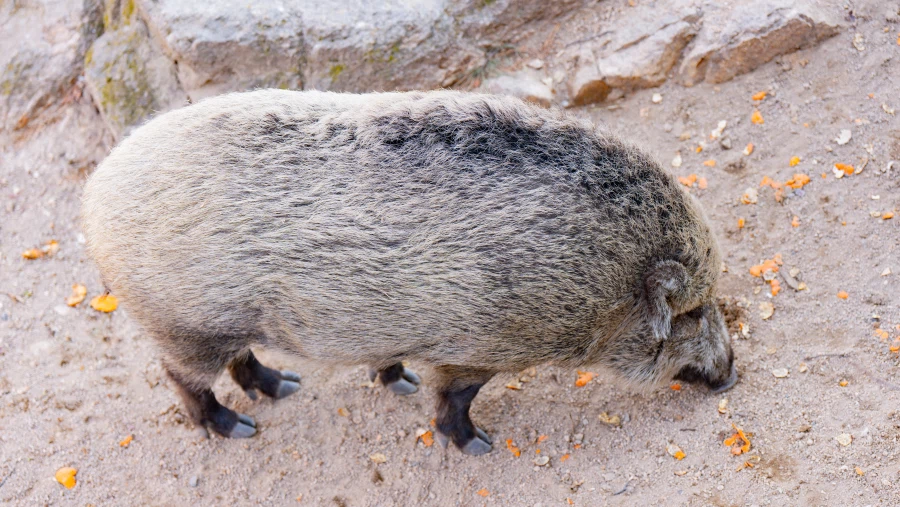 여러분이 즐겨찾는 돼지족발 입니다._3.webp