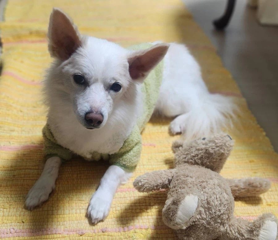 강아지) 국제 강아지의 날 기념 짤 몇개_7.webp