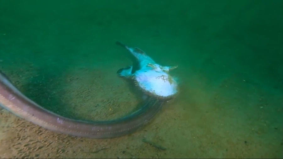 아귀한테 물린 붕장어가 빠져나오는 방법_3.webp