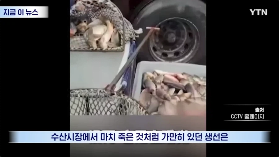 생선 마취제 때문에 난리 난 중국 근황_3.webp