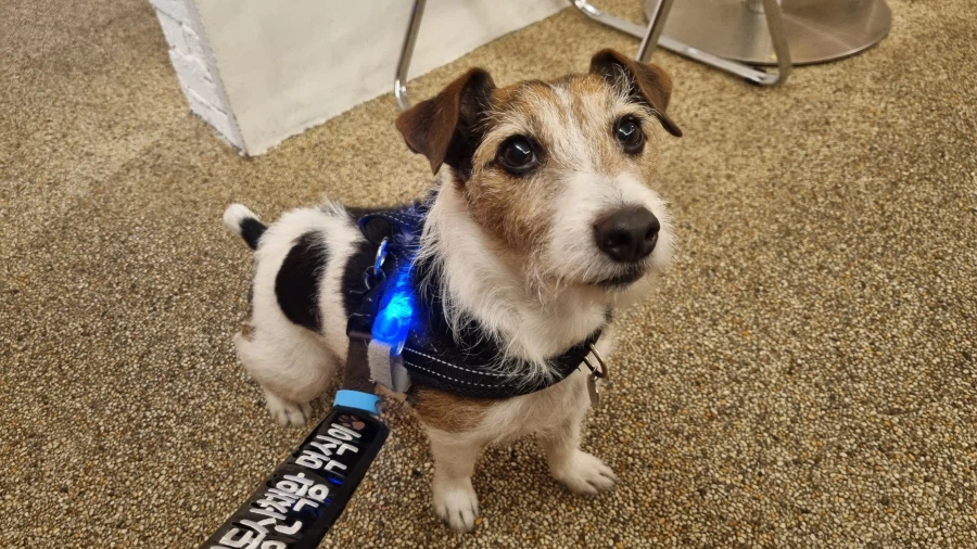 강아지의 날 기념 우리집 강아지 짤털이_1.webp