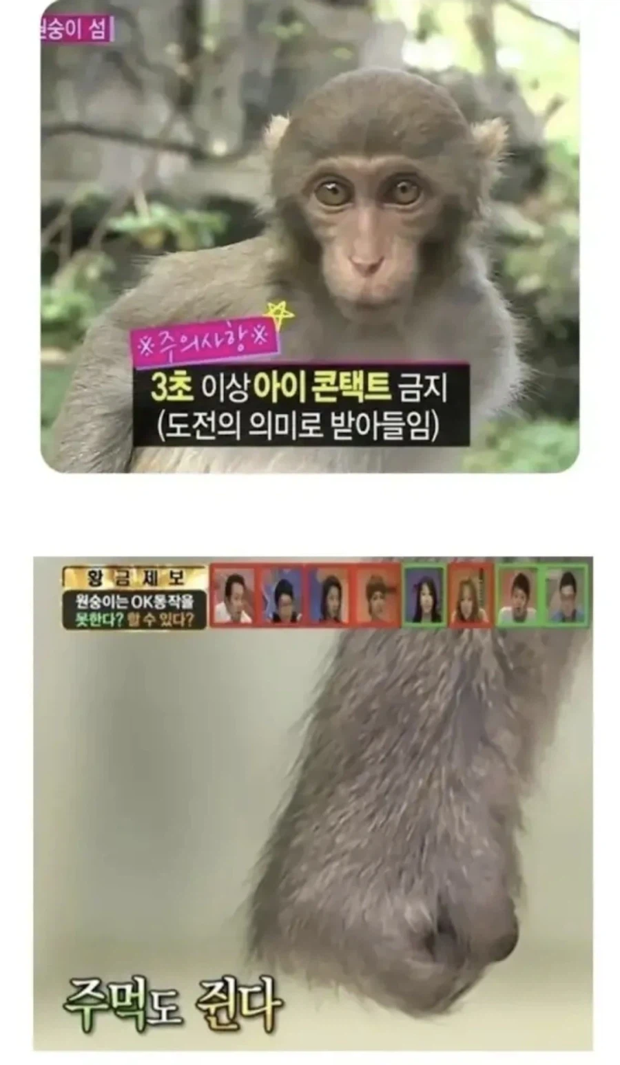 원숭이와 눈을 3초 이상 마주치면 안되는 이유_1.webp