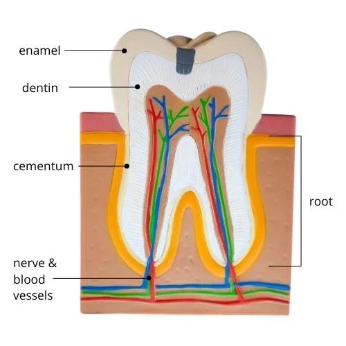 치과의사가 마취 안됬다 해도 계속 하는 이유_2.webp