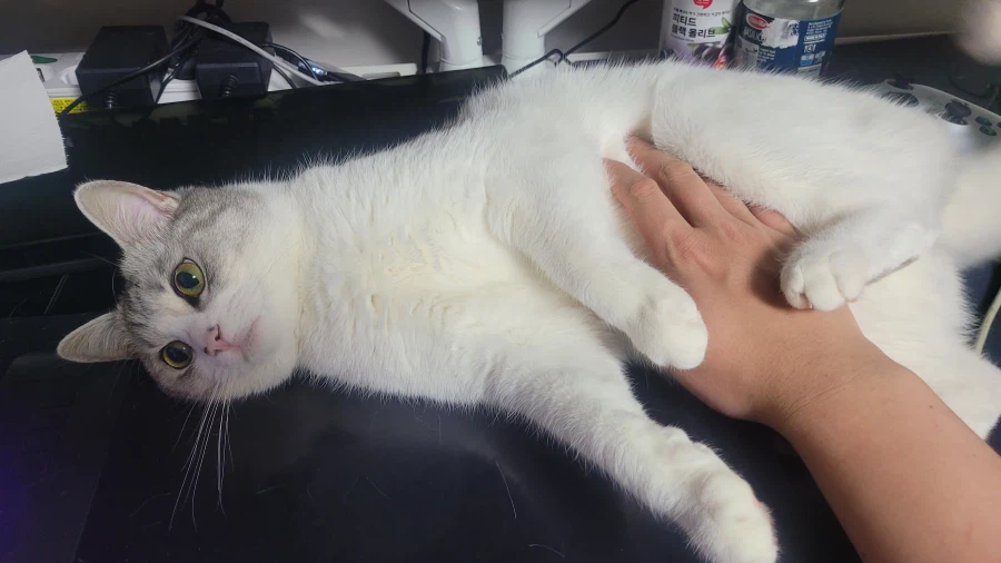 우리집 고양이 볼래요_1.webp