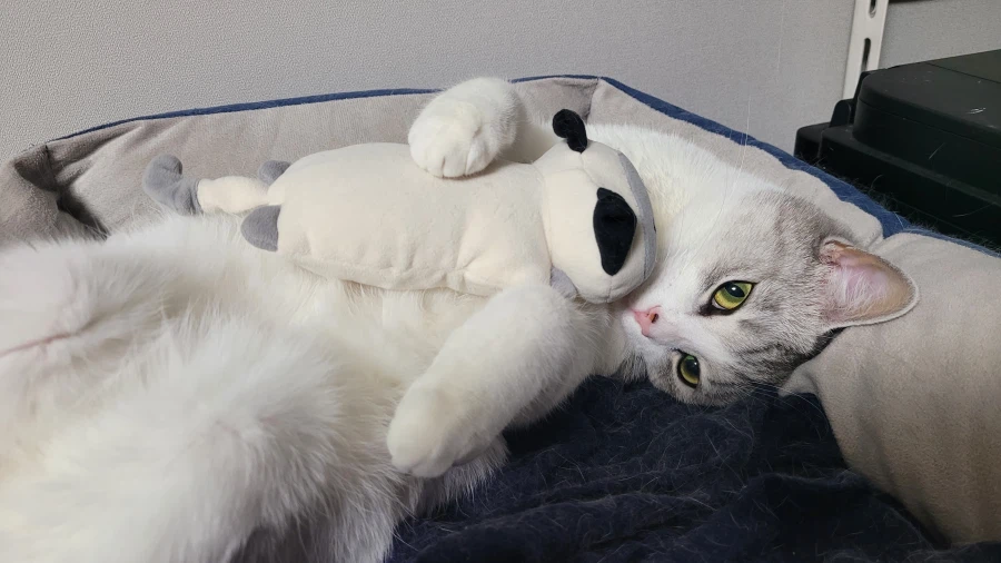 우리집 고양이 볼래요_11.webp