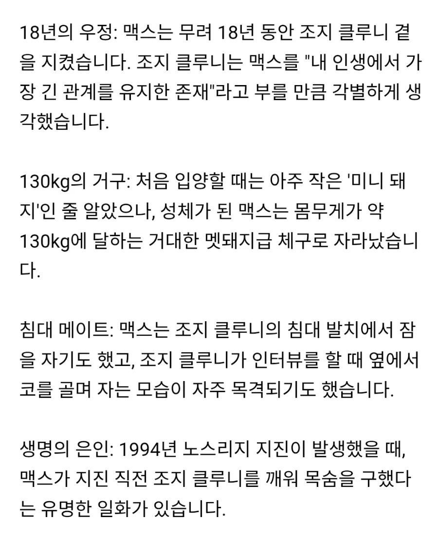 조지 클루니가 18년간 키웠던 반려돼지_2.webp