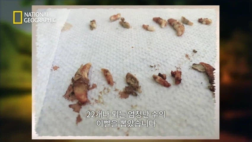 개 행동이 이상하게 공격적이면 병원에 가봐야함_7.webp