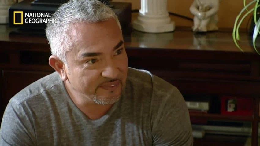 개 행동이 이상하게 공격적이면 병원에 가봐야함_10.webp