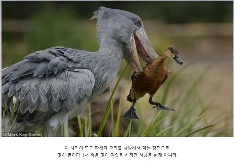 오리 먹는걸로 오해 받는 넓적부리황새_1.webp