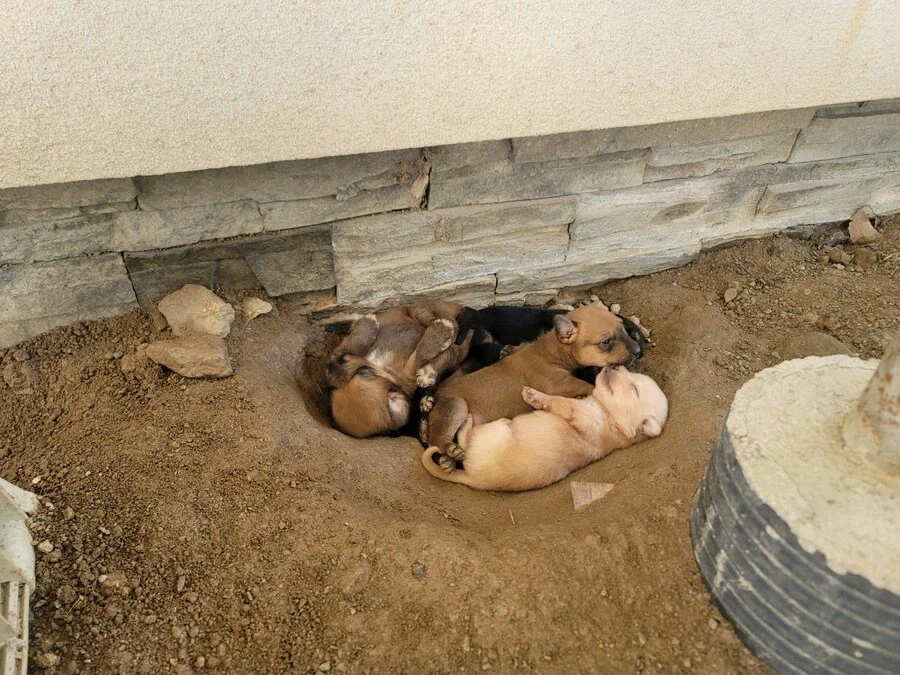 시골 똥깡아지_2.webp