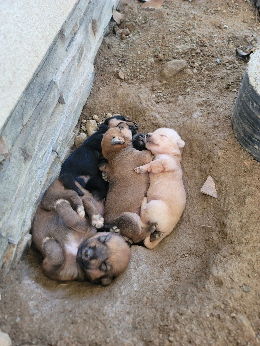 시골 똥깡아지_3.webp