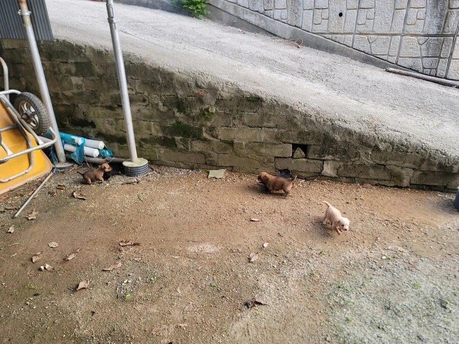 시골 똥깡아지_4.webp