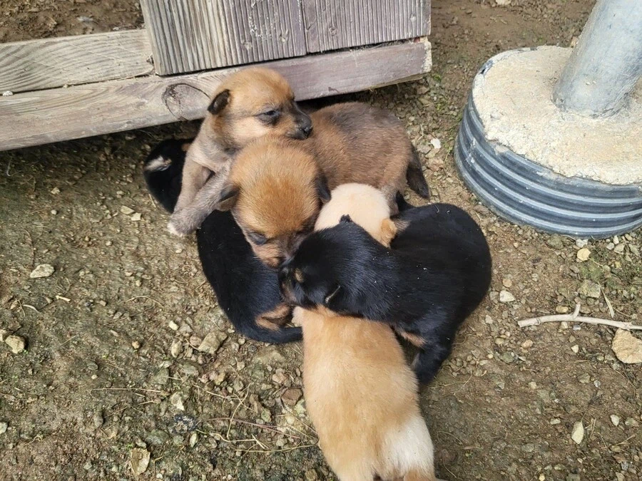 시골 똥깡아지_10.webp