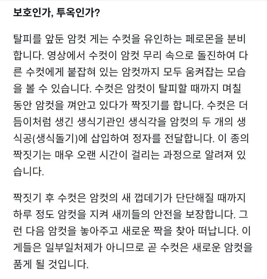 암컷을 위해 싸우는 수컷게.mp4_3.webp