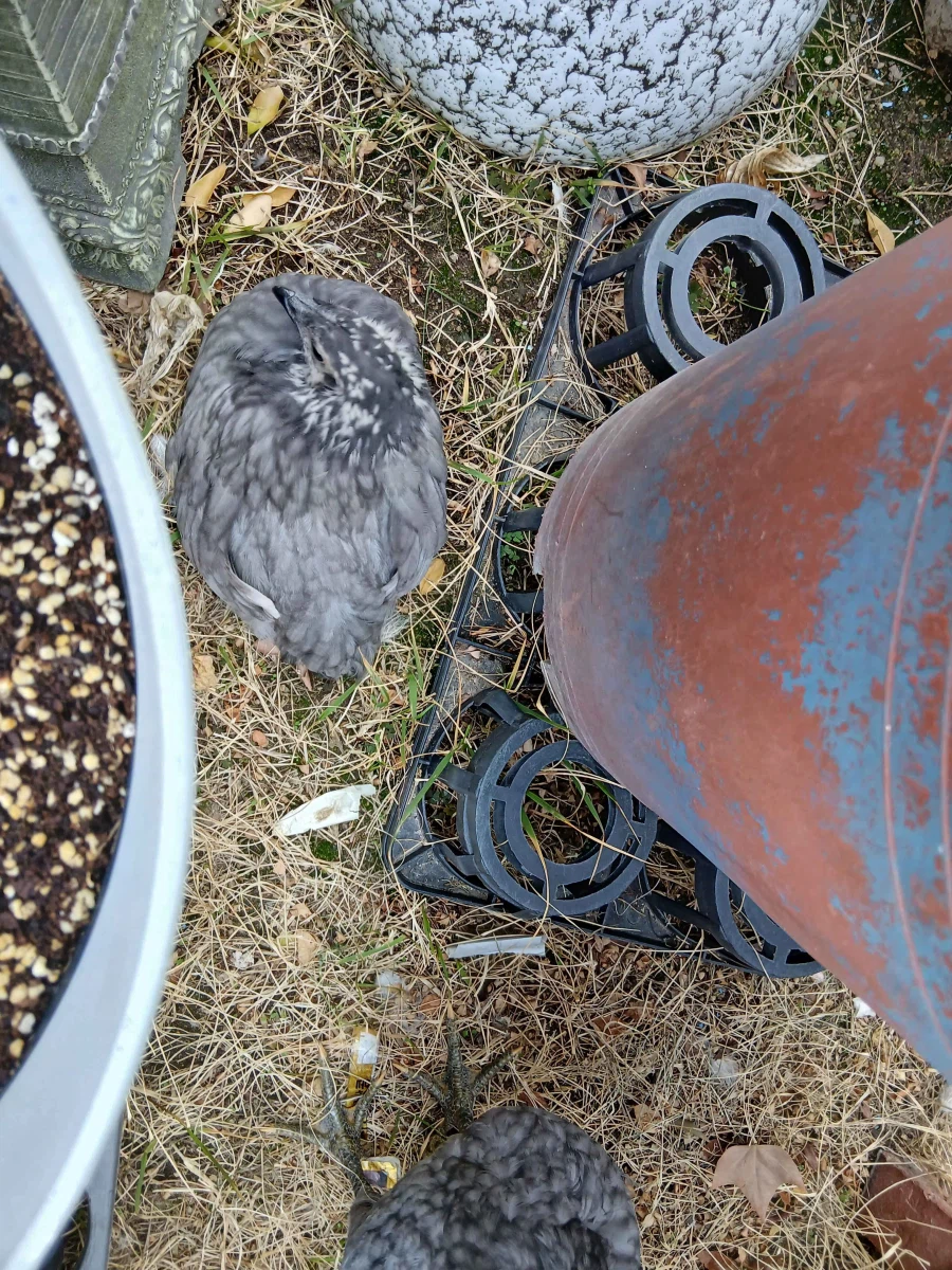 날이 건조해서 더욱 뽀송뽀송한 닭들 올리기_4.webp