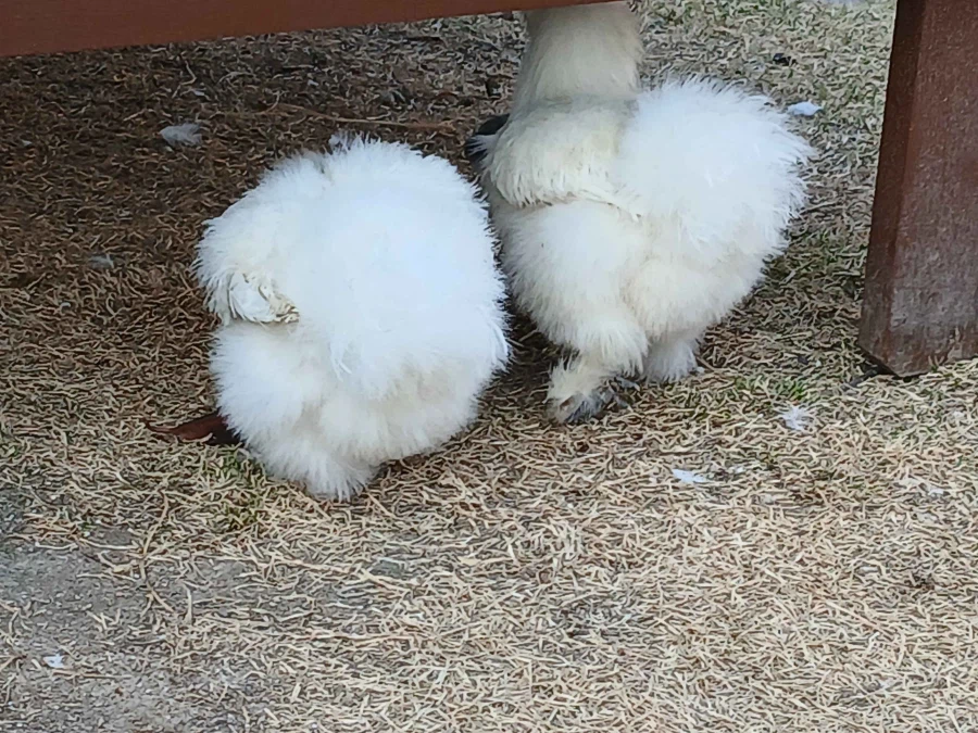 날이 건조해서 더욱 뽀송뽀송한 닭들 올리기_8.webp