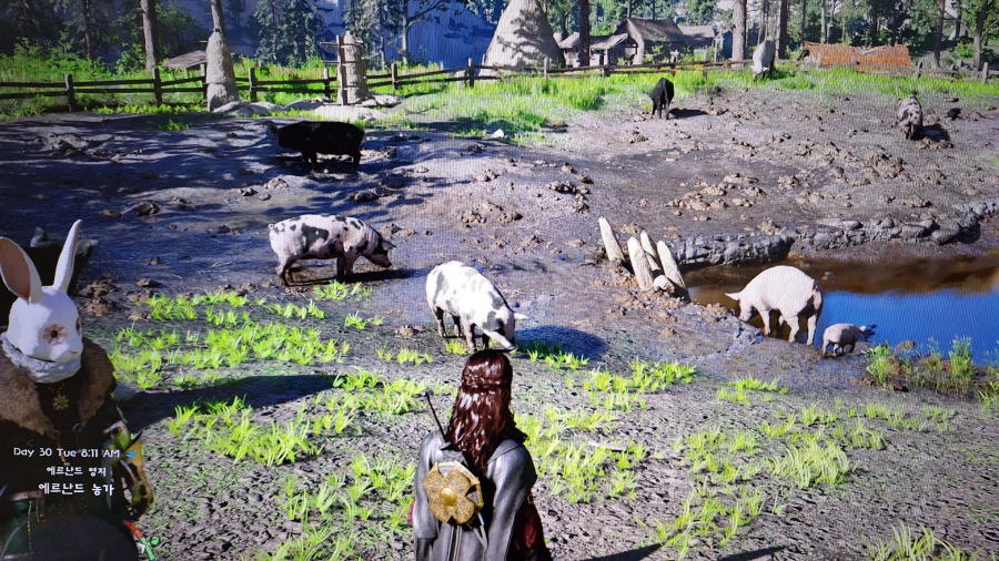 돼지 🐖 훔쳐서ᆢ돈 벌고 있어요_8.webp