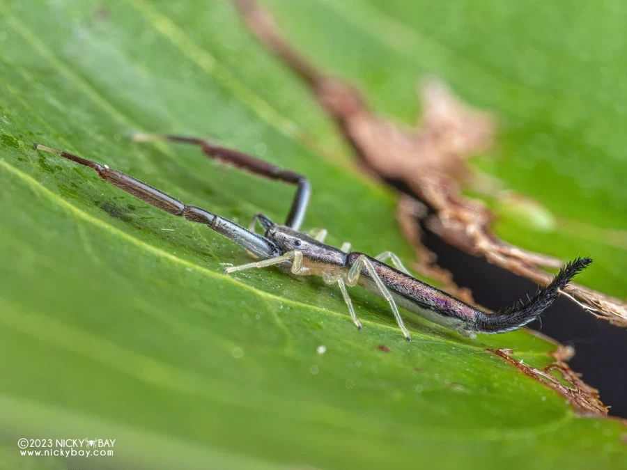 [약혐] 신기하게 생긴 거미.jpg_1.webp