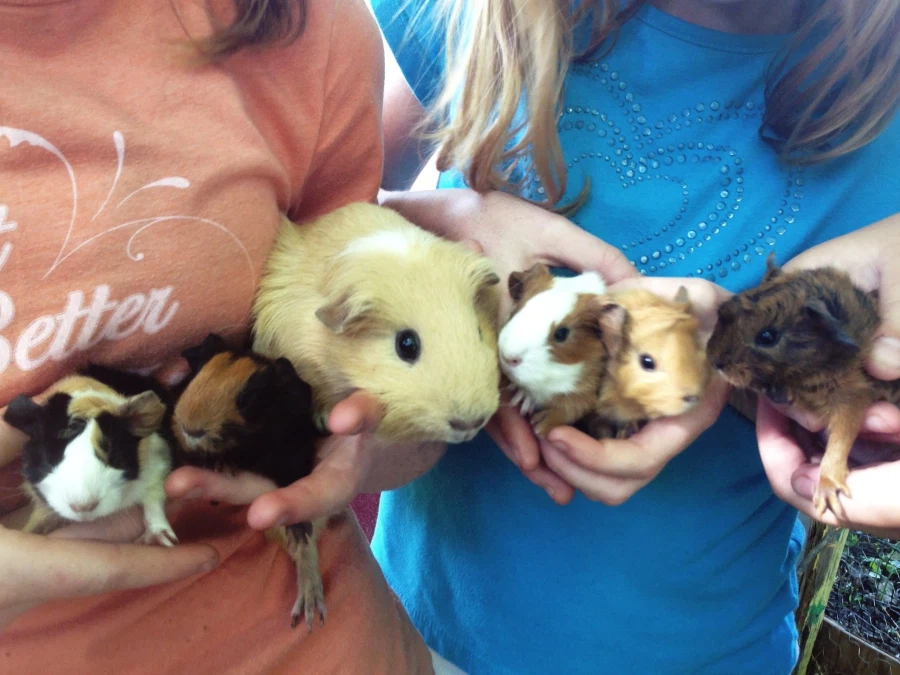 "임신한 기니피그" 본 적 있어?_3.webp