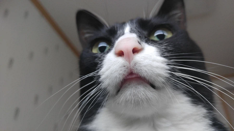 오늘 진해 벚꽃구경 다녀왔습니다._29.webp