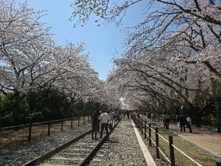 오늘 진해 벚꽃구경 다녀왔습니다._19.webp