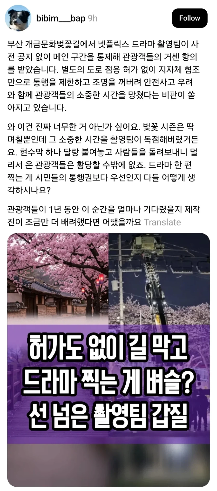 부산 벚꽃길 촬영팀 갑질 근황_1.webp