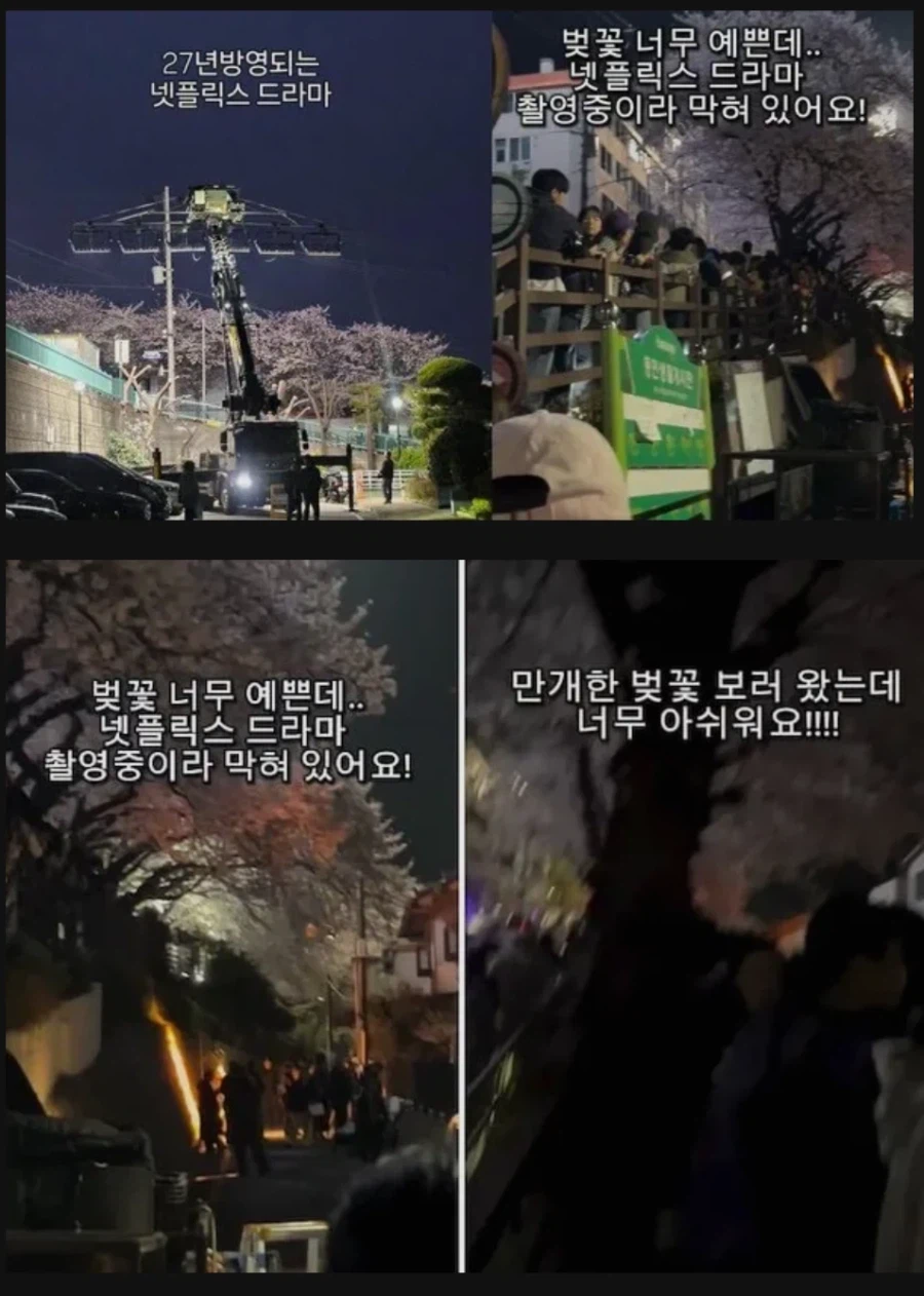 부산 벚꽃길 촬영팀 갑질 근황_3.webp