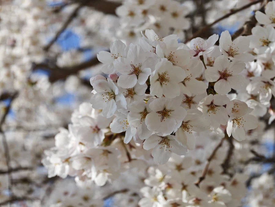 짬뽕, 군만두_5.webp