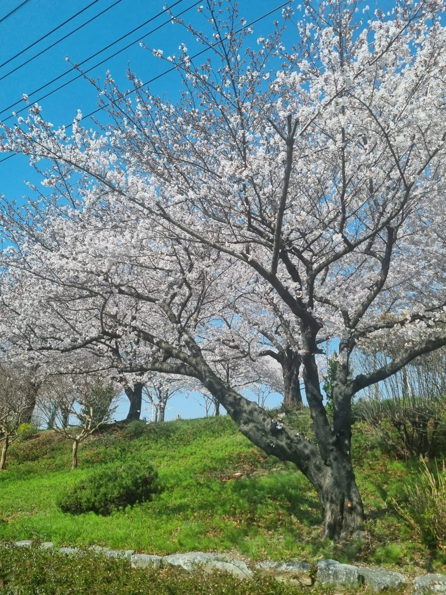 벚꽃 찍은 사진_5.webp