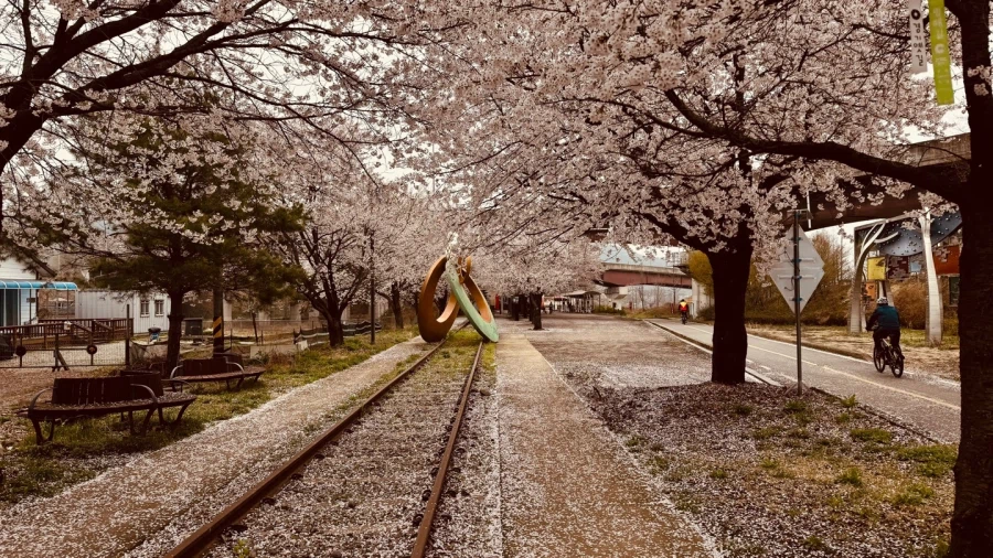 양평으로 벚꽃 라이딩을 갔다 왔습니다._1.webp