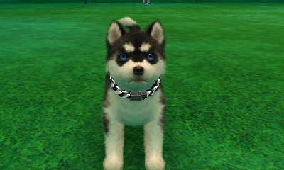 닌독&캣츠 플레이 3일째 *-_-*_5.jpg