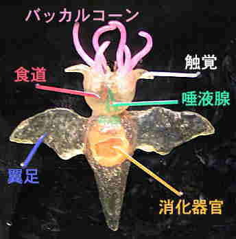 img/5/0/F/6/50F6E42B394E9D0008