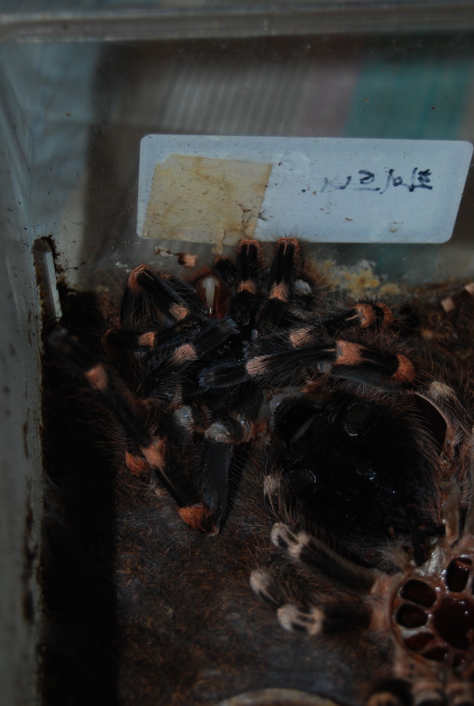 img/5/2/6/3/52638AD9422CA40016