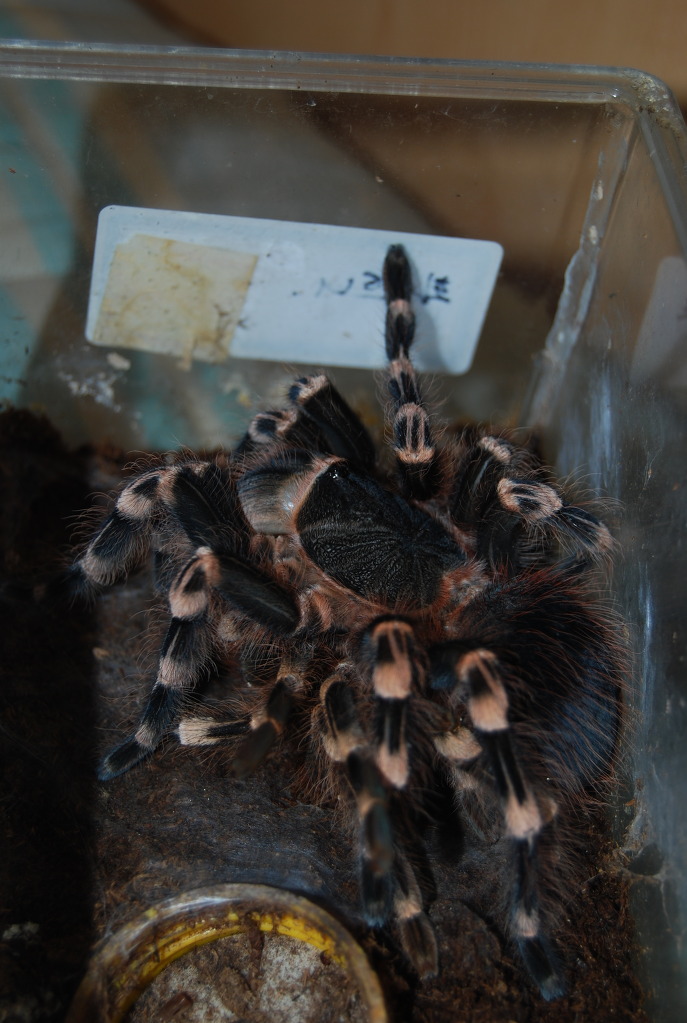 img/5/2/6/3/52638ADC4215910026