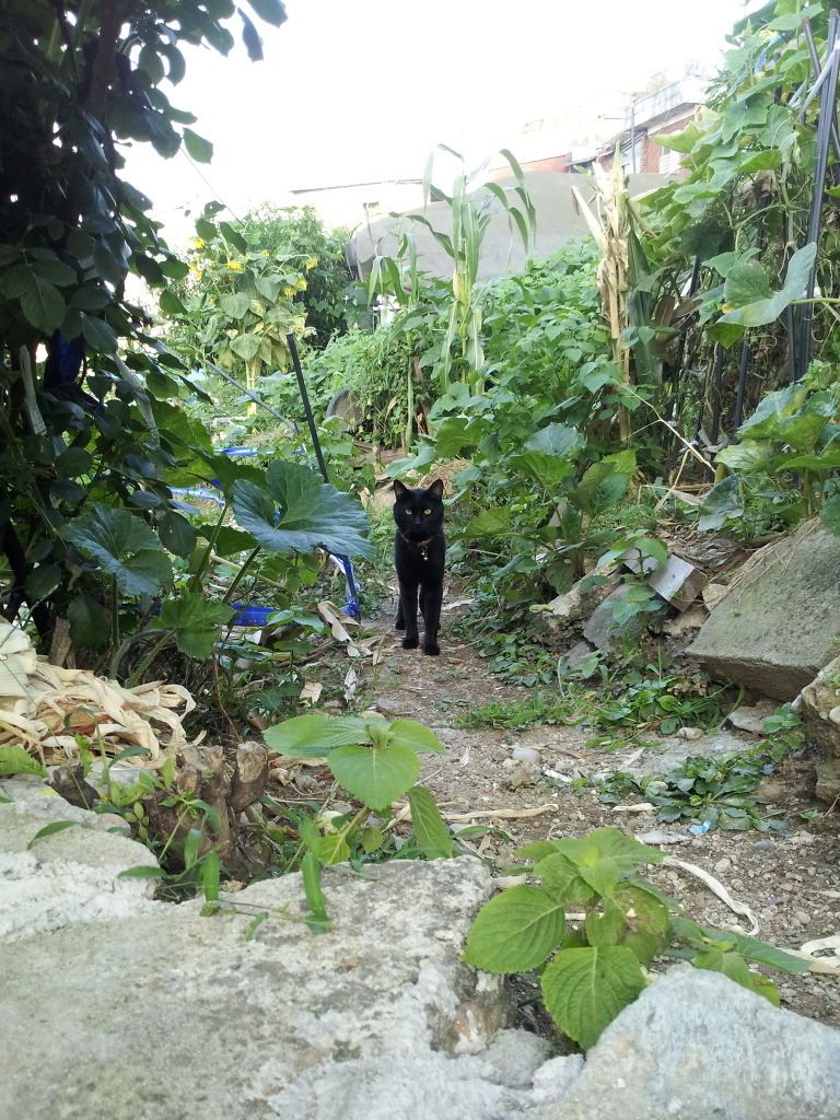 보광동 폐가 있던 곳에 사진을 찍고 왔습니다._2.jpg