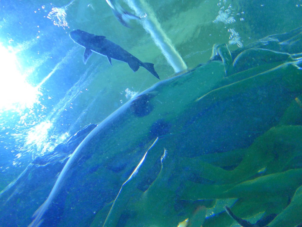 img/5/4/4/3/5443769F485EE60008