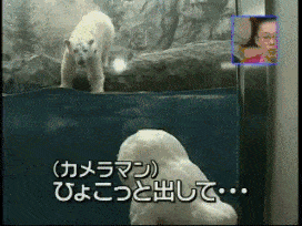 북극곰의 사냥본능_1.jpg