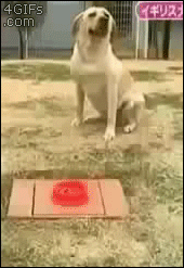 개당황.gif_1.jpg