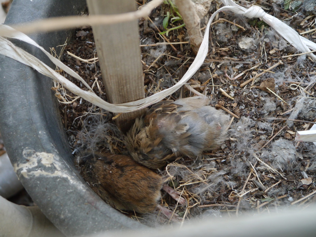 img/5/5/7/E/557E389F382CF00019