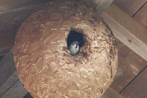 참새가 말벌 천적이라는 위키글의 진실_1.jpg