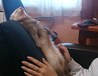 졸린 반려동물.gif_1.gif