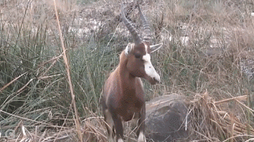 호랑이를 처음 본 사슴_1.gif