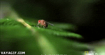 다른 벌레를 사냥하는 애벌레.gif_1.gif