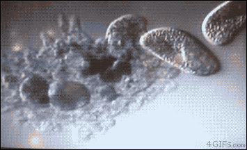 짚신벌레 2마리를 한번에 잡아먹는 아메바.gif_1.gif