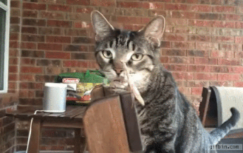 사마귀를 발견한 야옹이.gif_1.gif